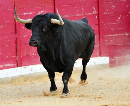 Bull in spain Stock Photos