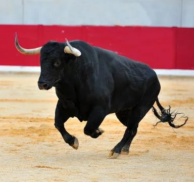 Bull in spain Stock Photos