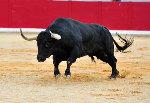 Bull in spain Stock Photos