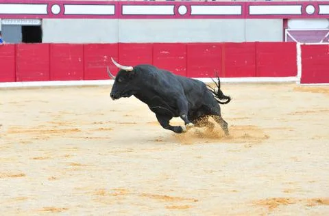 Bull in spain Stock Photos