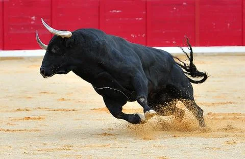 Bull in spain Stock Photos