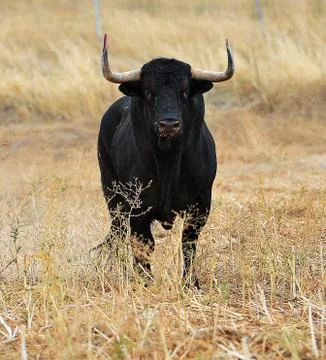 Bull in spain Stock Photos