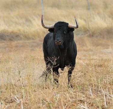 Bull in spain Stock Photos