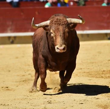 Bull in spain Stock Photos