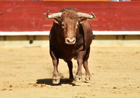 Bull in spain Stock Photos