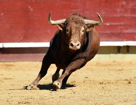 Bull in spain Stock Photos