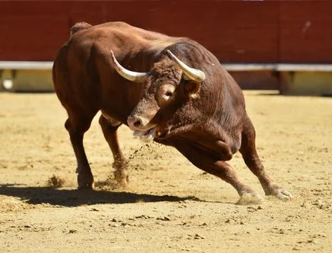 Bull in spain Stock Photos