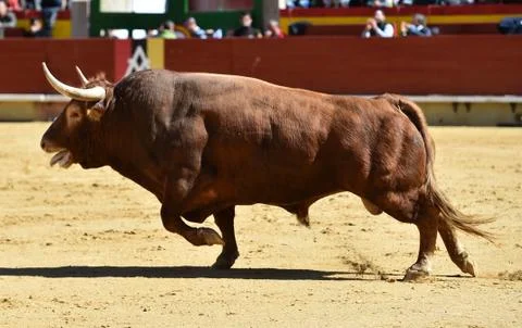 Bull in spain Stock Photos
