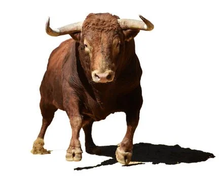 Bull in spain Stock Photos