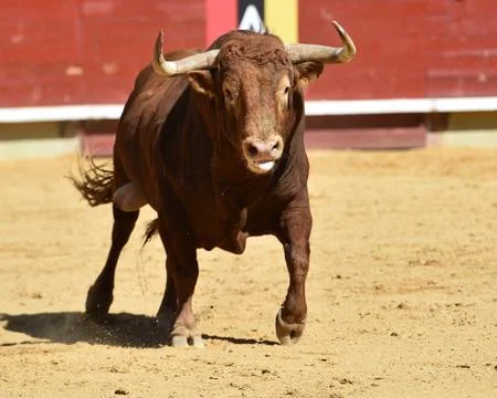 Bull in spain Stock Photos