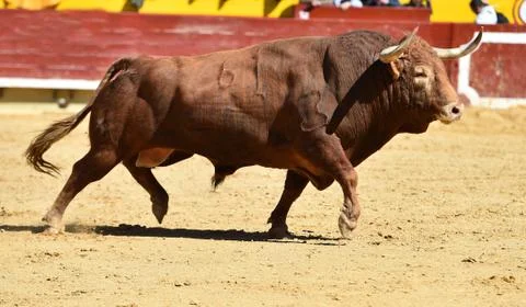 Bull in spain Stock Photos