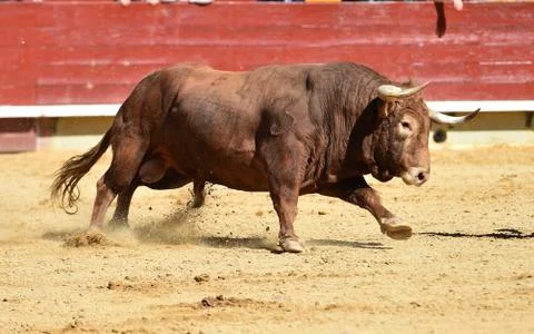 Bull in spain Stock Photos