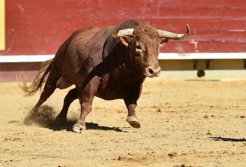 Bull in spain Stock Photos
