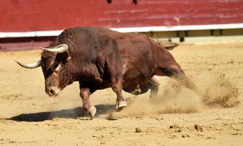 Bull in spain Stock Photos