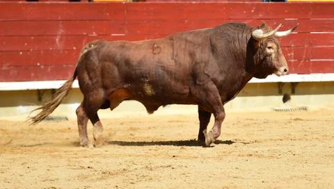 Bull in spain Stock Photos