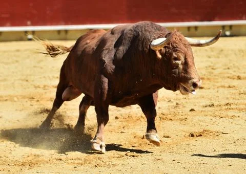 Bull in spain Stock-Fotos