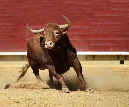 Bull in spain Stock Photos