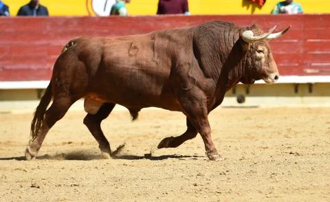 Bull in spain Stock Photos