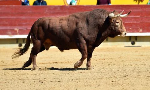 Bull in spain Stock Photos