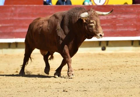 Bull in spain Stock Photos