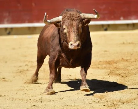 Bull in spain Stock Photos