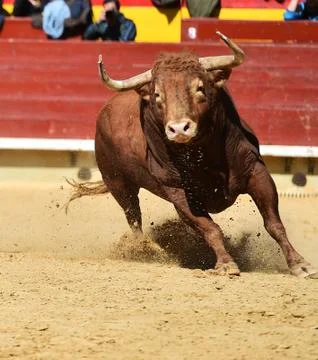 Bull in spain Stock Photos
