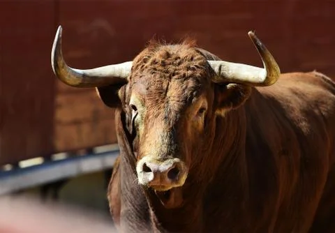 Bull in spain Stock Photos