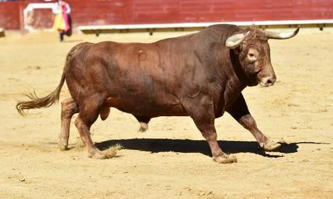 Bull in spain Stock Photos