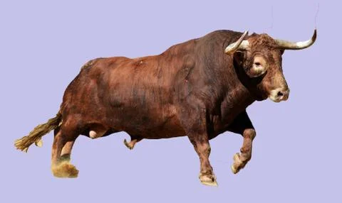 Bull in spain Stock Photos