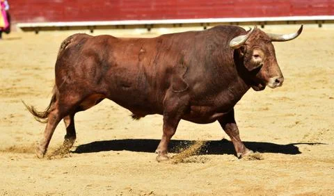 Bull in spain Stock Photos
