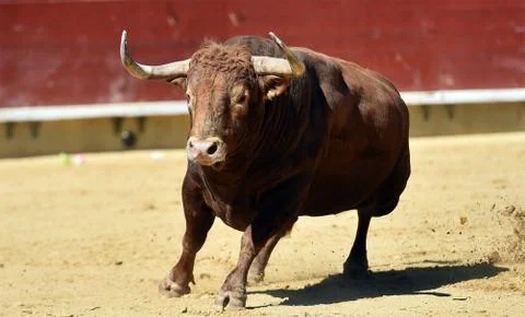 Bull in spain Stock Photos