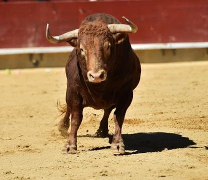 Bull in spain Stock Photos