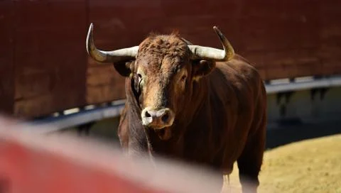 Bull in spain Stock Photos