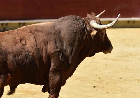 Bull in spain Stock Photos