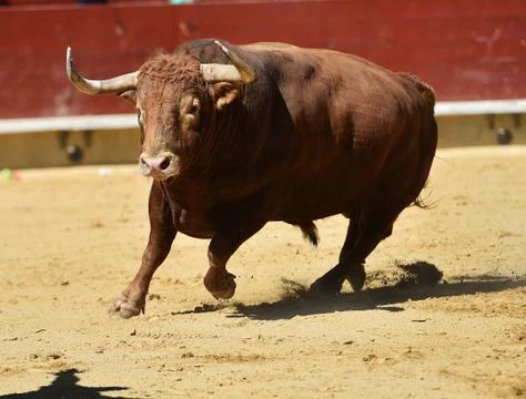 Bull in spain Stock Photos