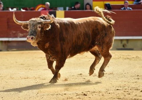 Bull in spain Stock Photos