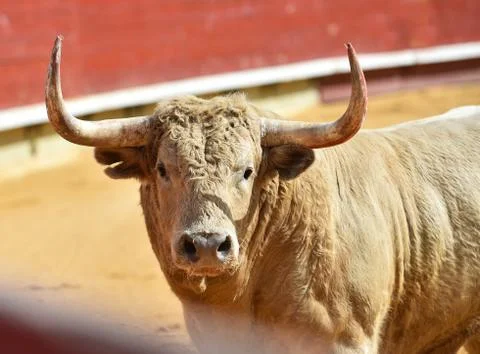 Bull in spain Stock Photos