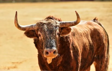 Bull in spain Stock Photos