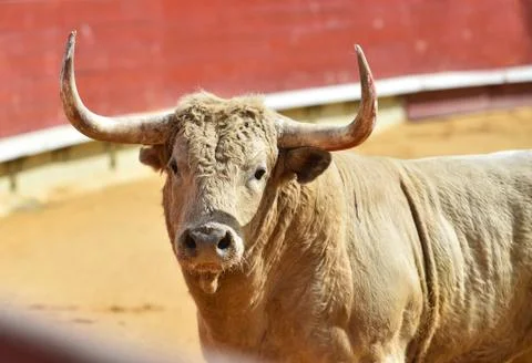 Bull in spain Stock Photos