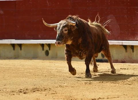 Bull in spain Stock Photos