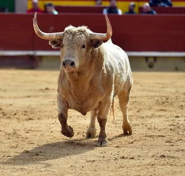 Bull in spain Stock Photos