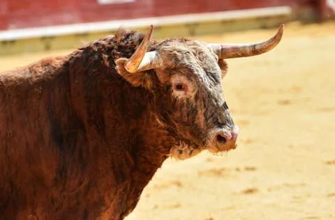 Bull in spain Stock Photos