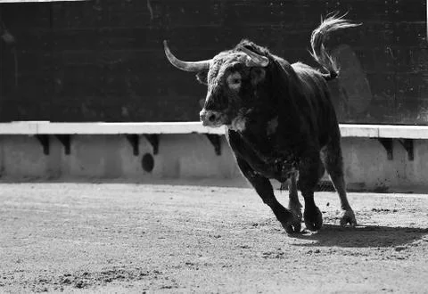 Bull in spain Stock Photos