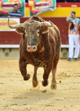 Bull in spain Stock Photos