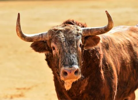 Bull in spain Stock Photos