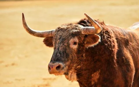 Bull in spain Stock Photos