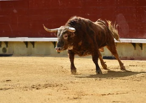 Bull in spain Stock Photos
