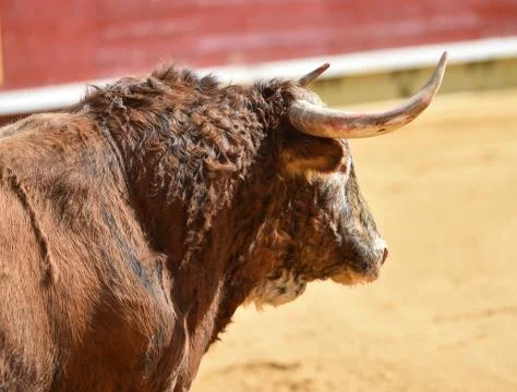Bull in spain Stock Photos
