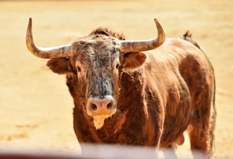 Bull in spain Stock Photos
