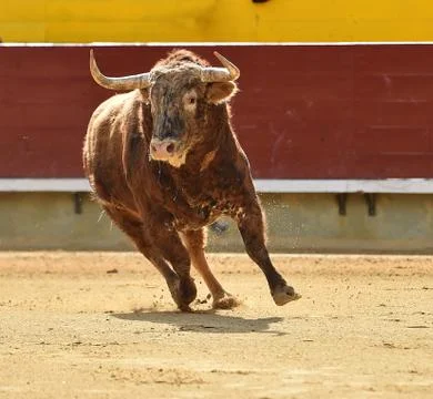 Bull in spain Stock Photos